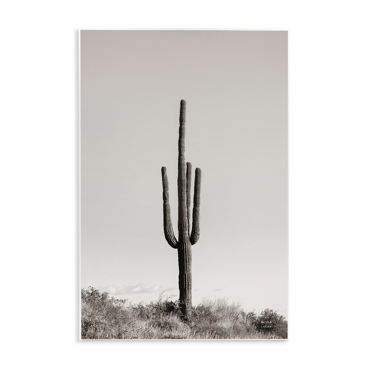 Stupell Industries Clear Afternoon Cactus Wall Plaque Art Design by Nathan Larson